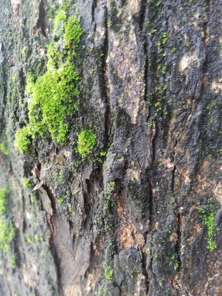 Ağacın Derisinde Yeşil Yosun Yetişiyor — Stok fotoğraf