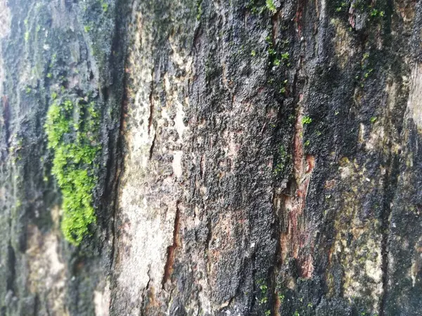 나무의 껍질에서 자라는 녹색의 — 스톡 사진