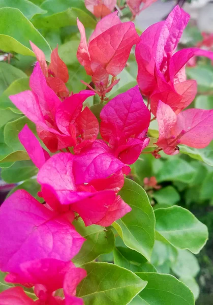 Flor Bougainvillea Vermelha Close — Fotografia de Stock