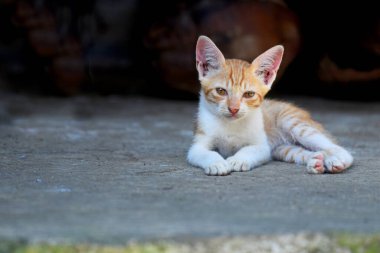 Beyaz ve sarı renkli küçük yerel Endonezya kedisi