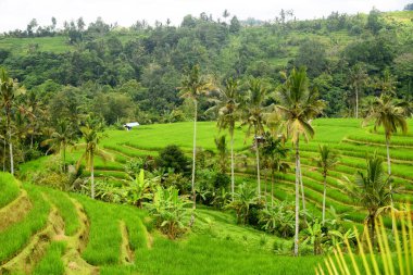 Bali Endonezya 'nın Tabanan bölgesindeki Babahan köyündeki pirinç terasında su ve palmiye ağaçları sulanıyor.