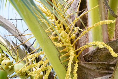 Hindistan cevizi meyveleri güneşli bir günde ağaçta taze taze yetişir.
