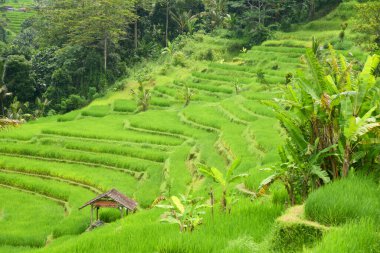 Bali Endonezya 'nın Tabanan bölgesindeki Babahan köyündeki pirinç terasında su ve palmiye ağaçları sulanıyor.
