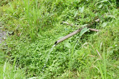 Pirinç tarlasında küçük su sulama.