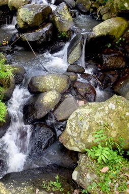 Ormanın ortasında temiz suyu olan bir nehir.