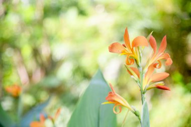 Bokeh arkaplanlı küçük turuncu çiçek