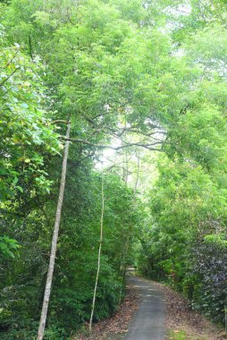 Jonglörün ortasındaki boş yol