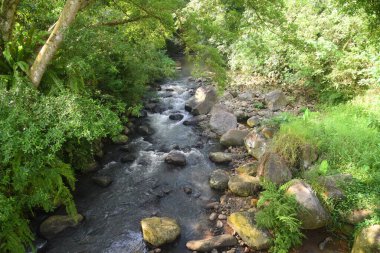 Ormanın ortasında temiz suyu olan bir nehir.