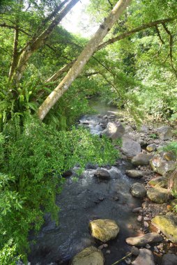 Ormanın ortasında temiz suyu olan bir nehir.
