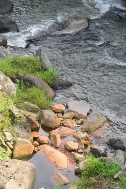 Ormanın ortasında temiz suyu olan bir nehir.