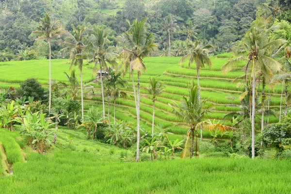 Terrazza Riso Villaggio Babahan Nella Reggenza Tabanan Bali Indonesia Con — Foto Stock