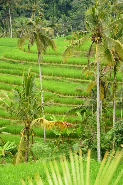 Terraza Arroz Pueblo Babahan Tabanan Regencia Bali Indonesia Con Riego —  Fotos de Stock