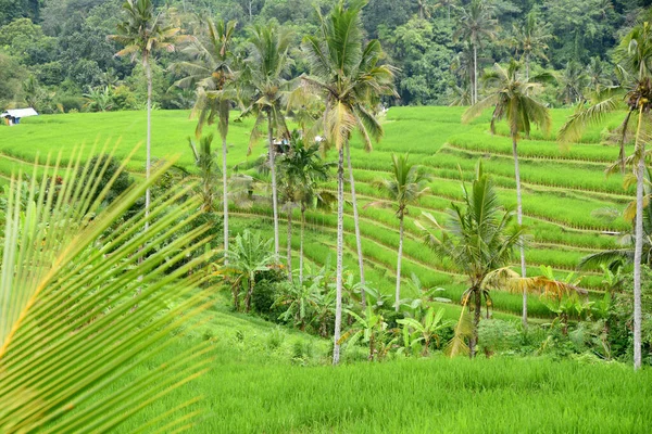 Reisterrasse Babahan Dorf Tabanan Regentschaft Von Bali Indonesien Mit Wasserbewässerung — Stockfoto