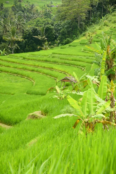 Рисова Тераса Селі Бабахан Табананське Регентство Балі Індонезія Водяним Зрошенням — стокове фото