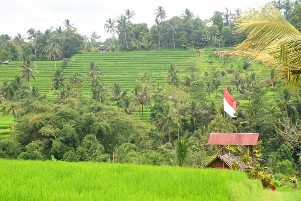Rýžová Terasa Obci Babahan Tabanan Regency Bali Indonésie Zavlažováním Vody — Stock fotografie