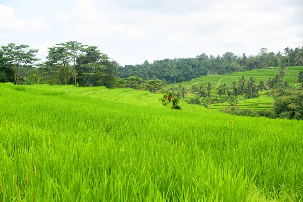 Reisterrasse Babahan Dorf Tabanan Regentschaft Von Bali Indonesien Mit Wasserbewässerung — Stockfoto