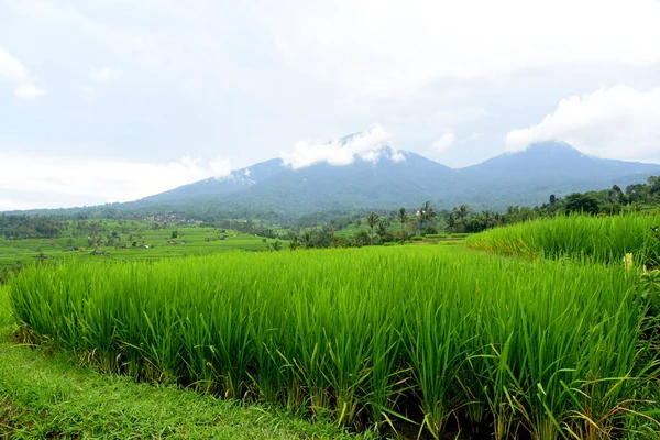 Terraço Arroz Aldeia Babahan Tabanan Regência Bali Indonésia Com Irrigação — Fotografia de Stock