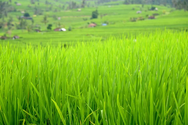 Bali Endonezya 'nın Tabanan bölgesindeki Babahan köyündeki pirinç terasında su ve palmiye ağaçları sulanıyor.