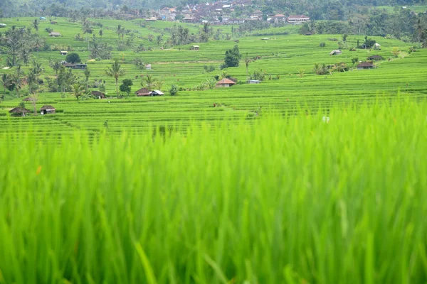 印度尼西亚巴厘岛Tabanan县Babahan村的水稻梯田 配有灌溉用水和棕榈树 — 图库照片