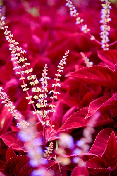 Bunga Indah Dengan Daun Merah Dekat — Stok Foto