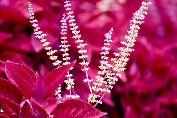 Hermosa Flor Con Hojas Rojas Primer Plano — Foto de Stock