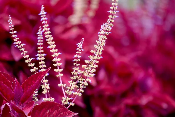 Krásná Květina Červenými Listy Zblízka — Stock fotografie