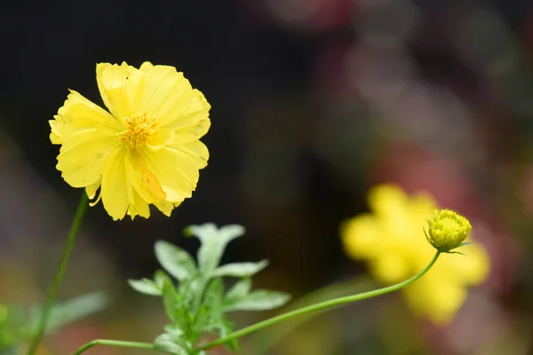 Bunga Kuning Kecil Dengan Latar Belakang Bokeh — Stok Foto