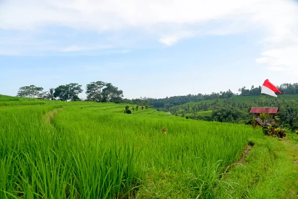 Bali Endonezya Nın Tabanan Bölgesindeki Babahan Köyündeki Pirinç Terasında Palmiye — Stok fotoğraf