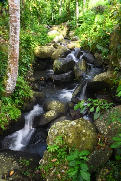 Fluss Mit Klarem Wasser Mitten Wald — Stockfoto