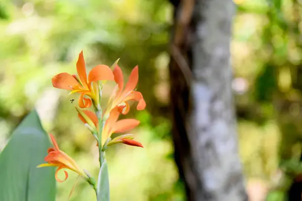 ボケを背景にした小さなオレンジ色の花 — ストック写真