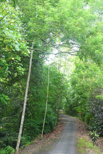 Jonglörün ortasındaki boş yol