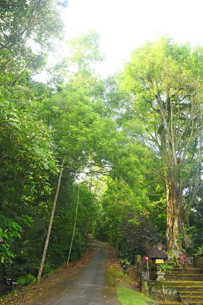 Jonglörün ortasındaki boş yol