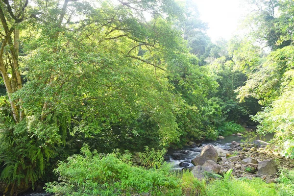 Ormanın ortasında temiz suyu olan bir nehir.