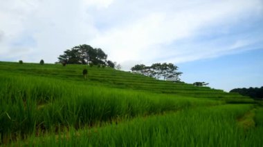 Bali Endonezya 'nın Tabanan bölgesindeki Babahan köyündeki pirinç terasında su ve palmiye ağaçları sulanıyor.