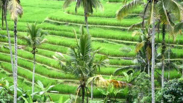 Rýžová Terasa Obci Babahan Tabanan Regency Bali Indonésie Zavlažováním Vody — Stock video