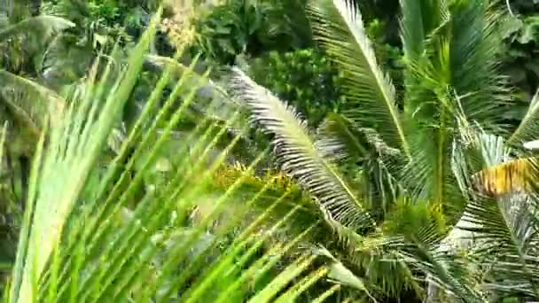 バリ島インドネシアのタバナン県のババハーン村の棚田で 水の灌漑とヤシの木 — ストック動画