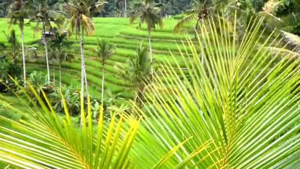 バリ島インドネシアのタバナン県のババハーン村の棚田で 水の灌漑とヤシの木 — ストック動画