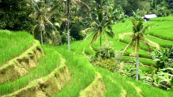 印度尼西亚巴厘岛Tabanan县Babahan村的水稻梯田 配有灌溉用水和棕榈树 — 图库视频影像