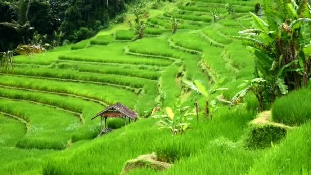 Rýžová Terasa Obci Babahan Tabanan Regency Bali Indonésie Zavlažováním Vody — Stock video