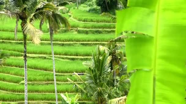 인도네시아의 발리에 타바난 지역에 마을의 계단식논 관개와 야자나무 — 비디오