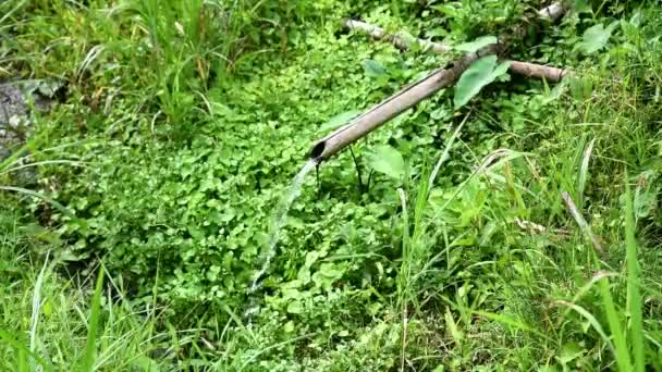 稻田上的小水灌溉 — 图库视频影像