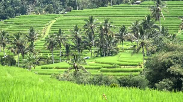 Rýžová Terasa Obci Babahan Tabanan Regency Bali Indonésie Zavlažováním Vody — Stock video