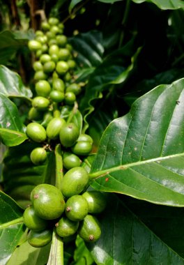 Ağaçta kahve çekirdeği yetişiyor.