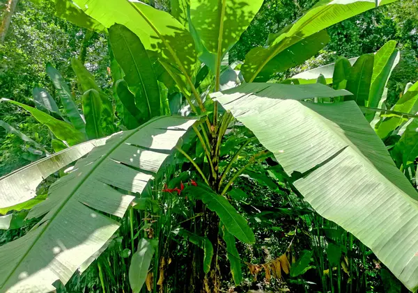 Bananeira Com Folhas Grandes — Fotografia de Stock