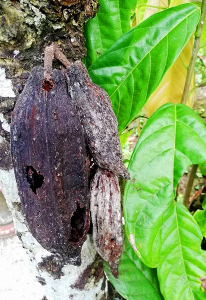 Σπασμένα Ξηρά Φρούτα Κακάο Κρέμονται Στο Δέντρο — Φωτογραφία Αρχείου