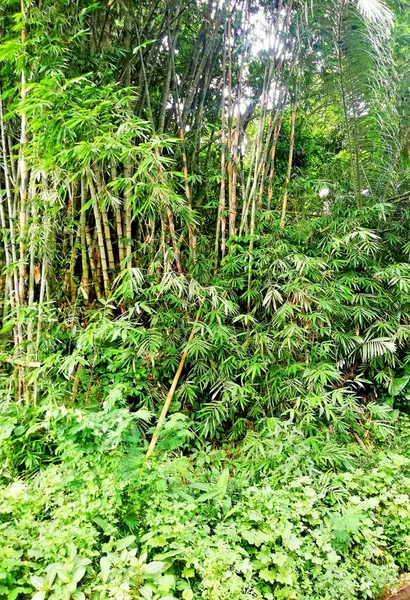 Hodowla Bambusa Dzika Plantacji — Zdjęcie stockowe