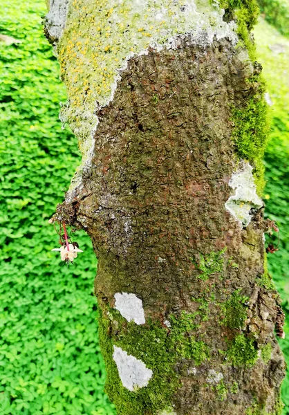 Закрыть Какао Дерево Маленьким Цветком — стоковое фото