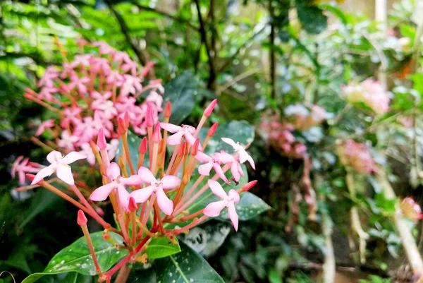 木の上にピンク色の花を咲かせます — ストック写真