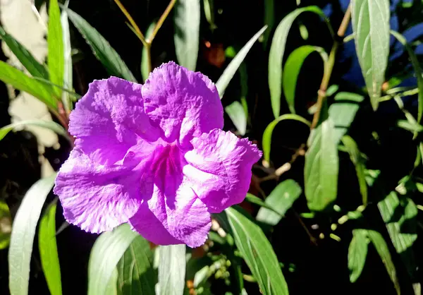 Маленький Фиолетовый Цветок Фоне Боке — стоковое фото