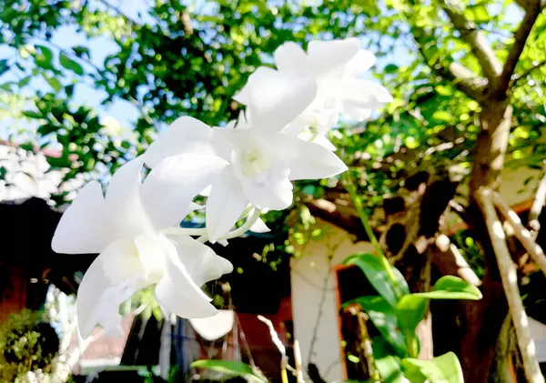 蘭の花を閉じ ボケを背景に — ストック写真